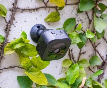GuardHouse camera placed among ivy on a garden wall